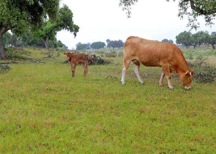 Quinta Da Caldeireira *
